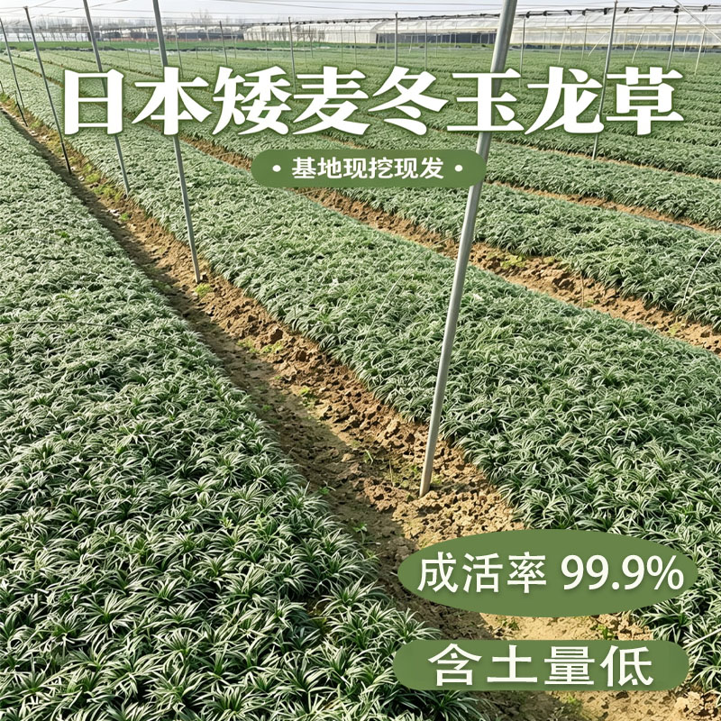 日本矮麦冬草苗玉龙草耐寒别墅庭院园林绿化草坪植物带土麦冬草苗