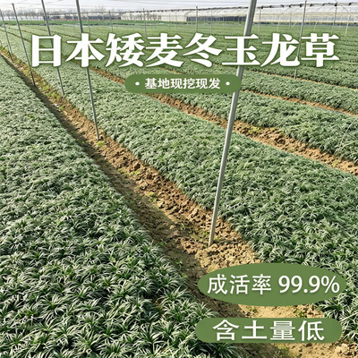 日本矮麦冬草苗玉龙草耐寒别墅庭院园林绿化草坪植物带土麦冬草苗