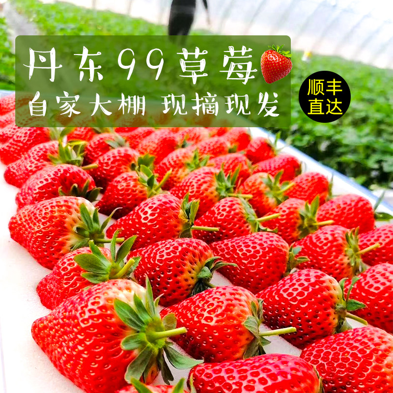 丹东九九草莓马家岗孕妇牛奶草莓