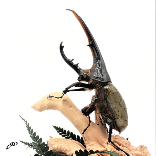 兜虫标本销量排行榜 兜虫标本品牌热度排名 小麦优选