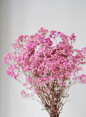 云南鲜花直发 满天星  白色黄色粉色蓝色紫色 下单发货顺丰冷链