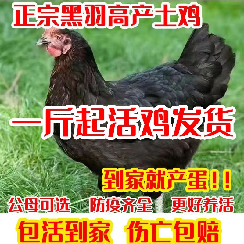 一斤黑凤鸡活苗产蛋王鸡高产土鸡苗小鸡苗土鸡苗蛋鸡包邮包活,农用物资,动物种苗,淘宝优惠券,粉丝福利购,淘宝优惠卷