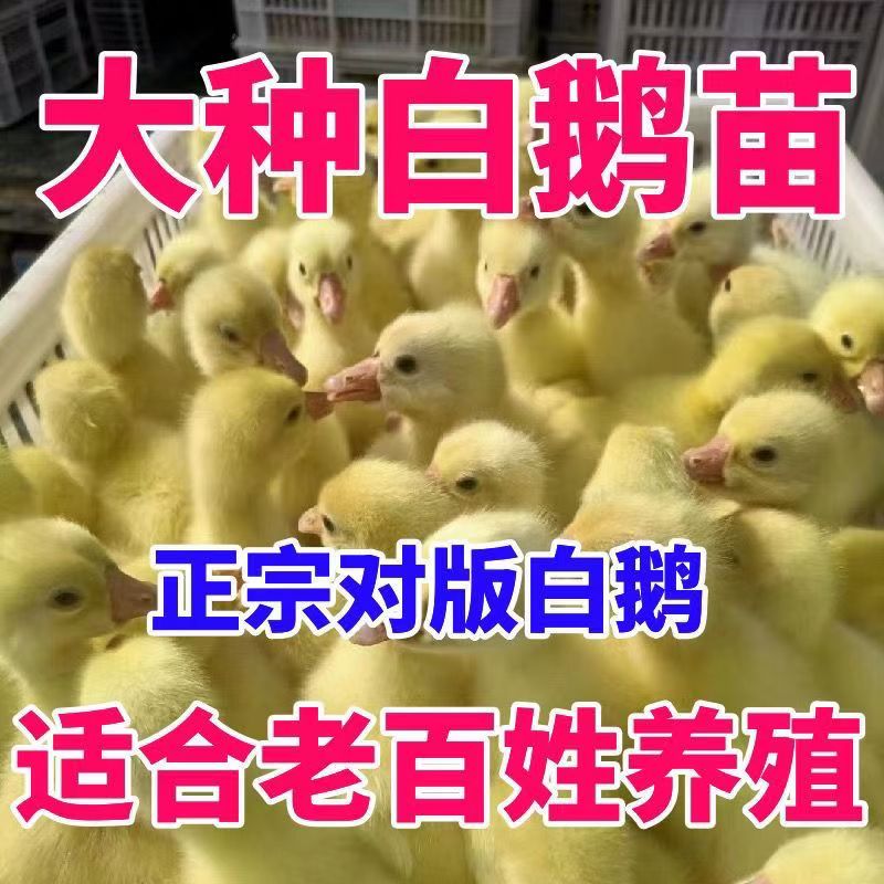 出壳苗一斤左右三花鹅脱温鹅大白鹅皖西鹅四季鹅下蛋鹅包活到家
