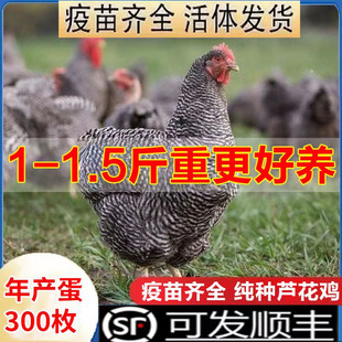 1斤小鸡活苗纯种汶上芦花鸡苗芦花鸡包邮鸡脱温鸡苗快递包活到家
