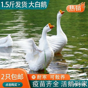 出壳苗一斤左右三花鹅脱温鹅大白鹅皖西鹅四季鹅下蛋鹅包活到家