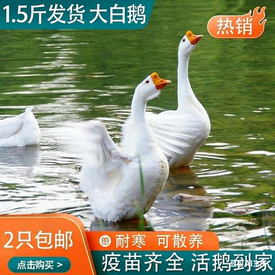 一斤左右小鹅苗脱温鹅