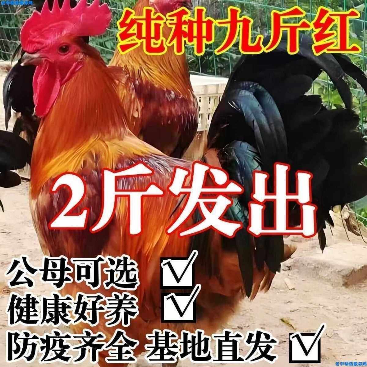 2斤巨型公鸡苗鸡活苗小鸡苗九斤红鸡活苗380鸡苗红公鸡包邮包活,农用物资,动物种苗,淘宝优惠券,粉丝福利购,淘宝优惠卷