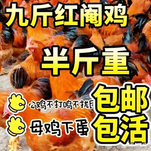 半斤一斤巨型公鸡苗鸡活苗小鸡苗九斤红鸡活苗380鸡苗红公阉鸡