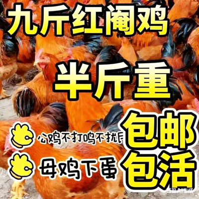 半斤一斤巨型公鸡苗鸡活苗