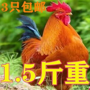 1.5斤大巨型公鸡苗公鸡活苗小鸡苗九斤红鸡活苗红玉小鸡苗红公鸡