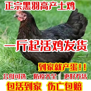 一斤土鸡活苗产蛋王鸡高产苏北土鸡苗小鸡苗土鸡苗蛋鸡包邮包活