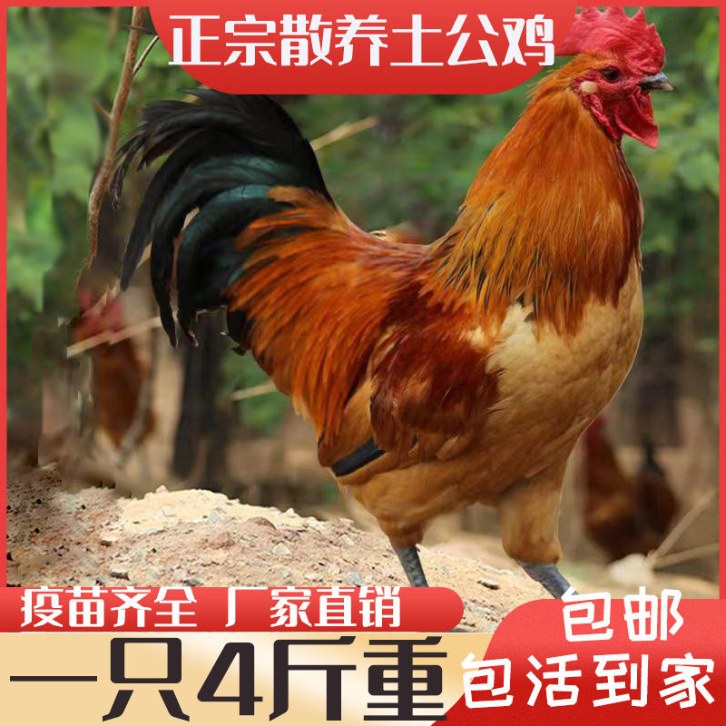 4斤九斤红大公鸡土鸡红瑶大公鸡苗活体苗散养包邮包活可养殖食用,农用物资,动物种苗,淘宝优惠券,粉丝福利购,淘宝优惠卷