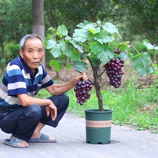 葡萄阳光玫瑰蓝宝石巨峰葡萄苗特大庭院爬藤北方南方四季 种植易活