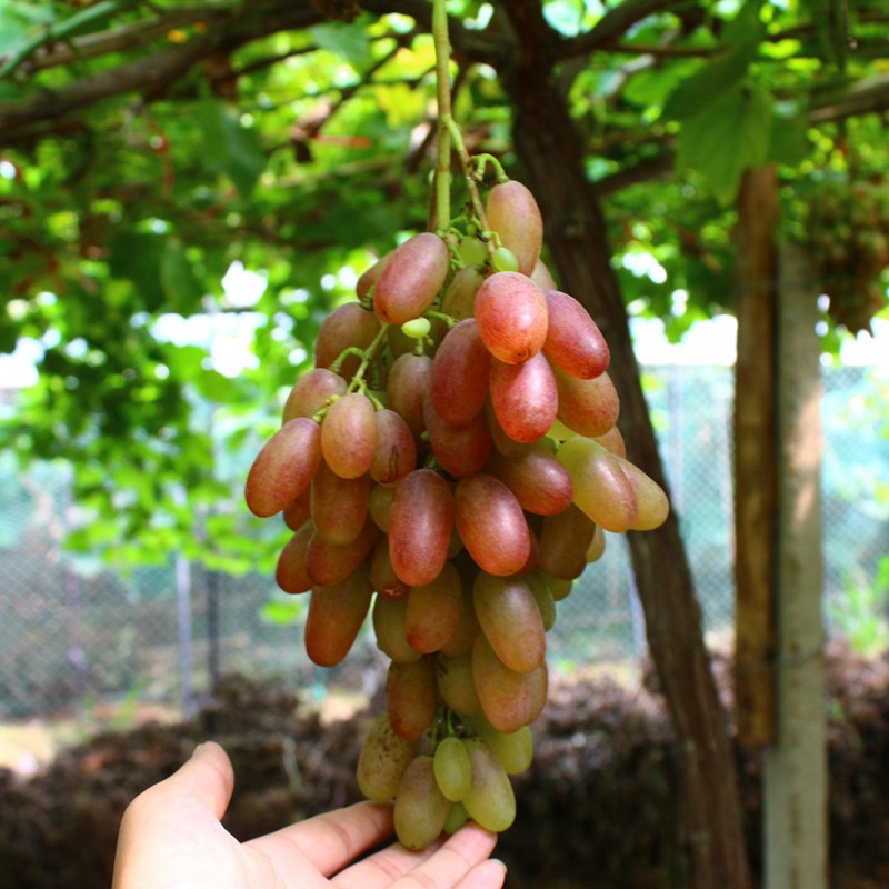 奥古斯特葡萄苖盆栽庭院爬藤南方北方种植果树树苗带土发货易成活