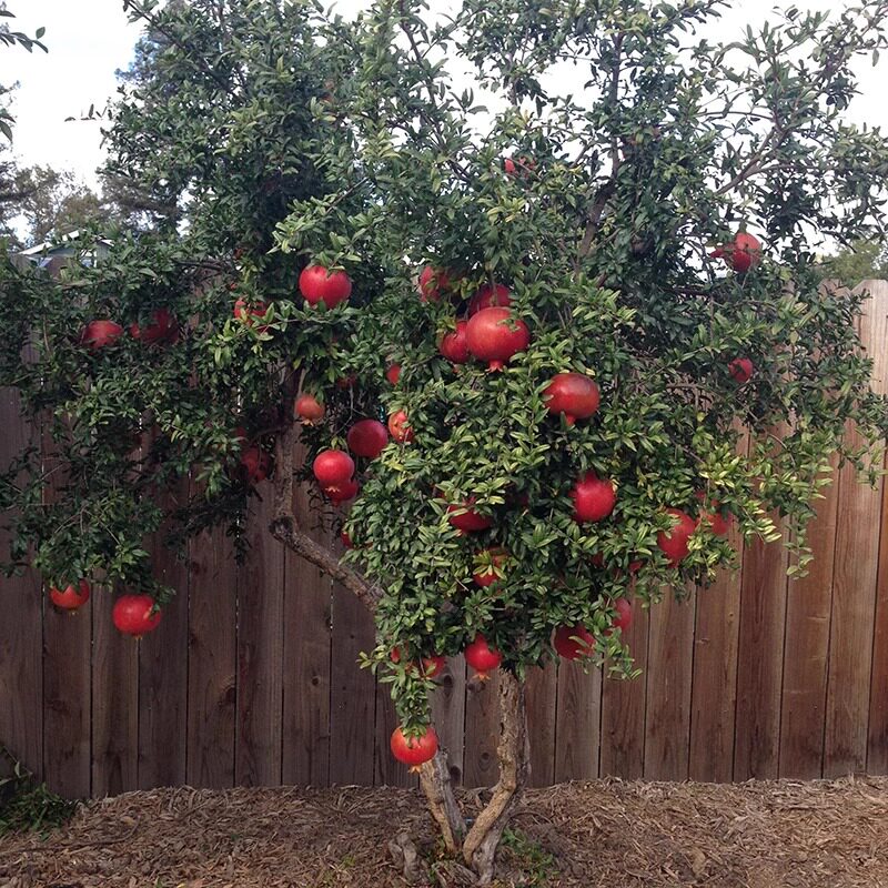 石榴树树苗红突尼斯软籽石榴苗无籽嫁接盆栽种植果苗软子庭院果树