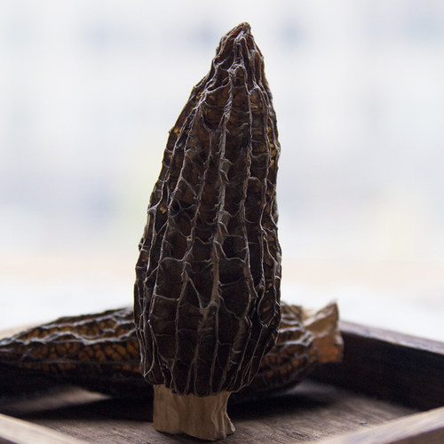 仿野生特级羊肚菌头茬新货鲜香大