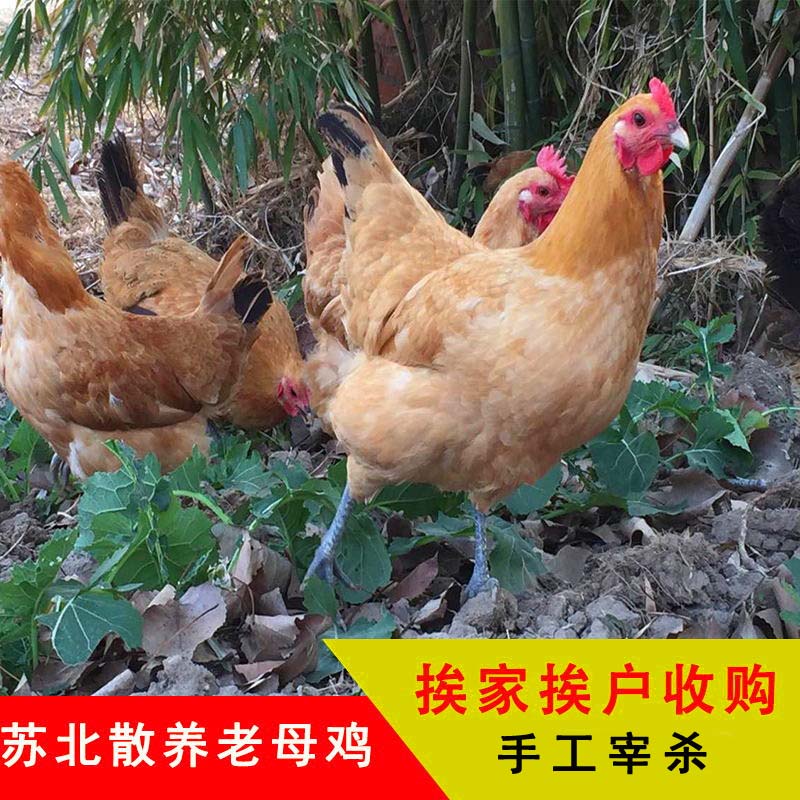 苏北正宗2年散养农家草鸡 农村自养土鸡笨鸡老母鸡乌鸡走地鸡顺丰