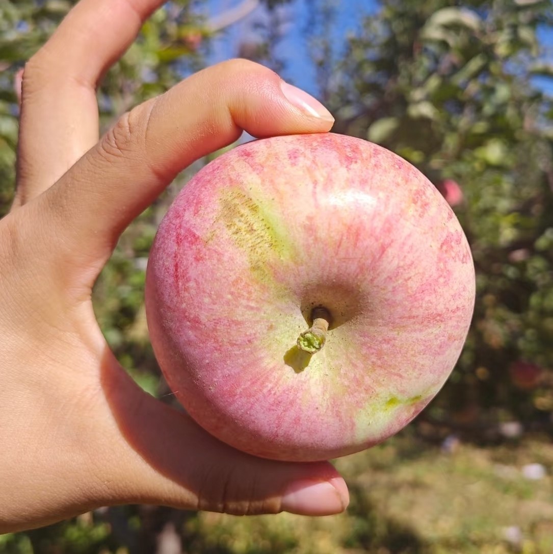 东北特产老树国光苹果新鲜水果小苹果丑苹果酸甜脆苹果辽宁小国光,水产肉类/新鲜蔬果/熟食,苹果,淘宝优惠券,粉丝福利购,淘宝优惠卷