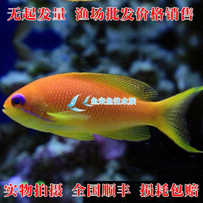 鱼来鱼往水族 海水鱼 活体海金鱼 群游 印尼马代蓝眼宝石公母对装