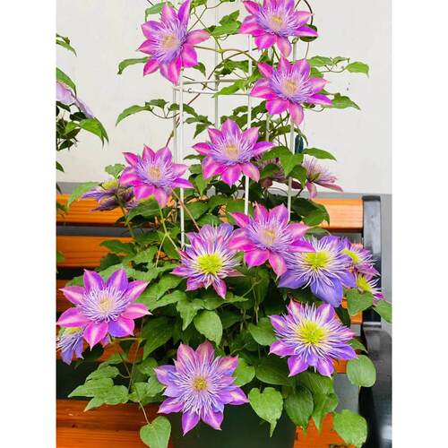 水晶喷泉铁线莲花苗盆栽耐寒爬藤丰花庭院花卉室内阳台垂吊绿植物