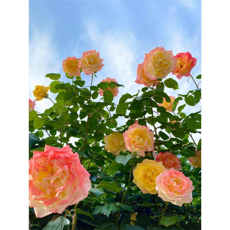 光谱藤本月季花大苗盆栽特大花浓香多季开花卉庭院藤本绿植物蔷薇,鲜花速递/花卉仿真/绿植园艺,月季/蔷薇/玫瑰,淘宝优惠券,粉丝福利购,淘宝优惠卷