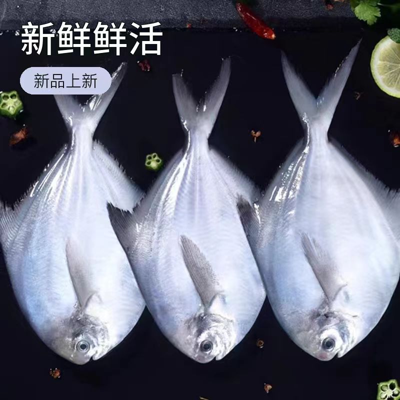 新鲜白鲳鱼厂家直销莒之渔