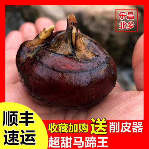 北乡水果马蹄5-9斤顺丰包邮