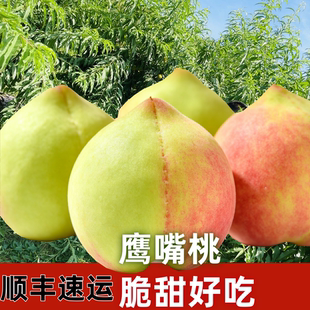 鹰嘴桃广东水果韶关乐昌龙珠村农产品特大号桃子顺丰速运蜜甜脆爽