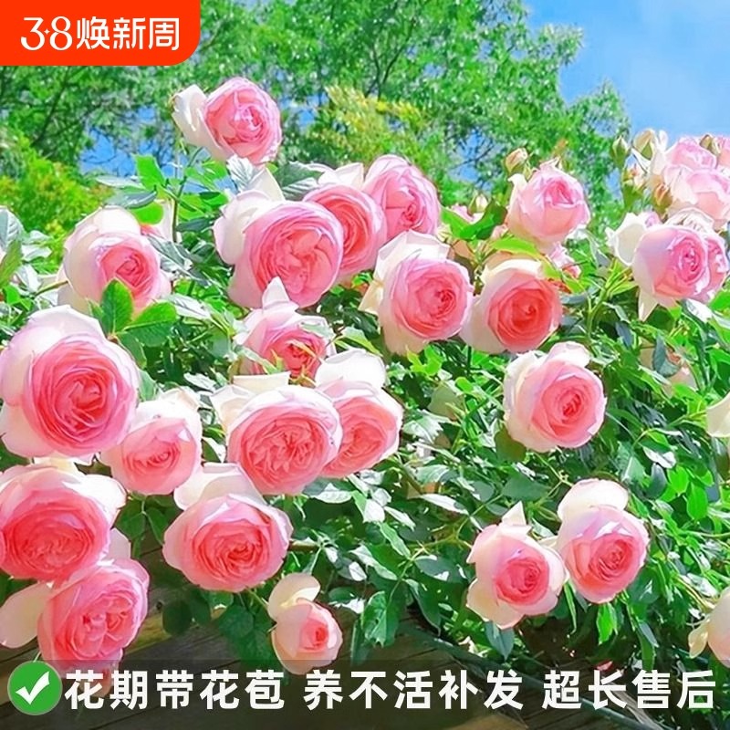 月季花苗蔷薇藤本月季爬藤玫瑰