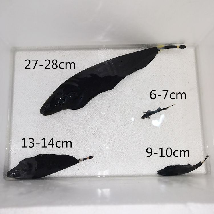 13-33鬼刀鱼黑魔鬼羽毛刀鱼水草缸热带淡水观赏鱼七星刀鳗鱼活体