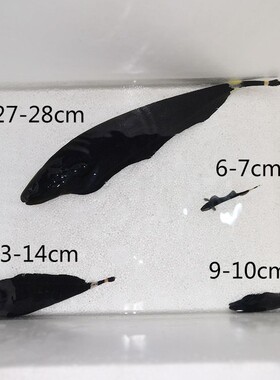13-33鬼刀鱼黑魔鬼羽毛刀鱼水草缸热带淡水观赏鱼七星刀鳗鱼活体