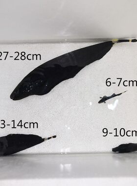 13-33鬼刀鱼黑魔鬼羽毛刀鱼水草缸热带淡水观赏鱼七星刀鳗鱼活体
