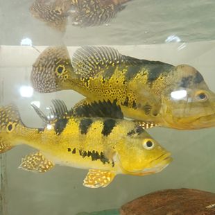 皇冠三间鱼苗黄金巴西亚金老虎蓝大型热带观赏鱼宠物活体龙鱼配鱼