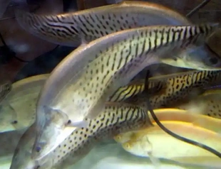 虎纹刀鱼黄金刀鱼七星刀鱼东洋刀虎鱼龙鱼配鱼大型热带观赏鱼宠物