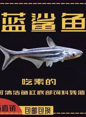 蓝鲨白化虎头鲨观赏鱼鲨鱼活鱼耐活好养清洁鱼中大型群游热带鱼苗