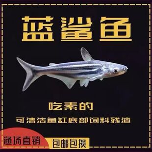 蓝鲨白化虎头鲨观赏鱼鲨鱼活鱼耐活好养清洁鱼中大型群游热带鱼苗