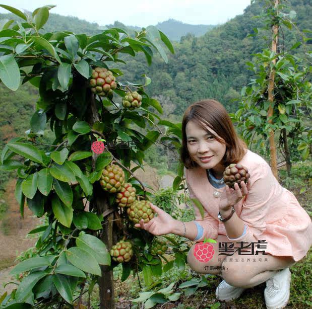 黑老虎苗木花卉绿植3年4年5年挂果裸根长藤苗大红一号包邮