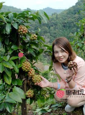 黑老虎苗木花卉绿植3年4年5年挂果裸根长藤苗大红一号包邮