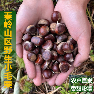 秦岭野生小毛栗小油栗即食