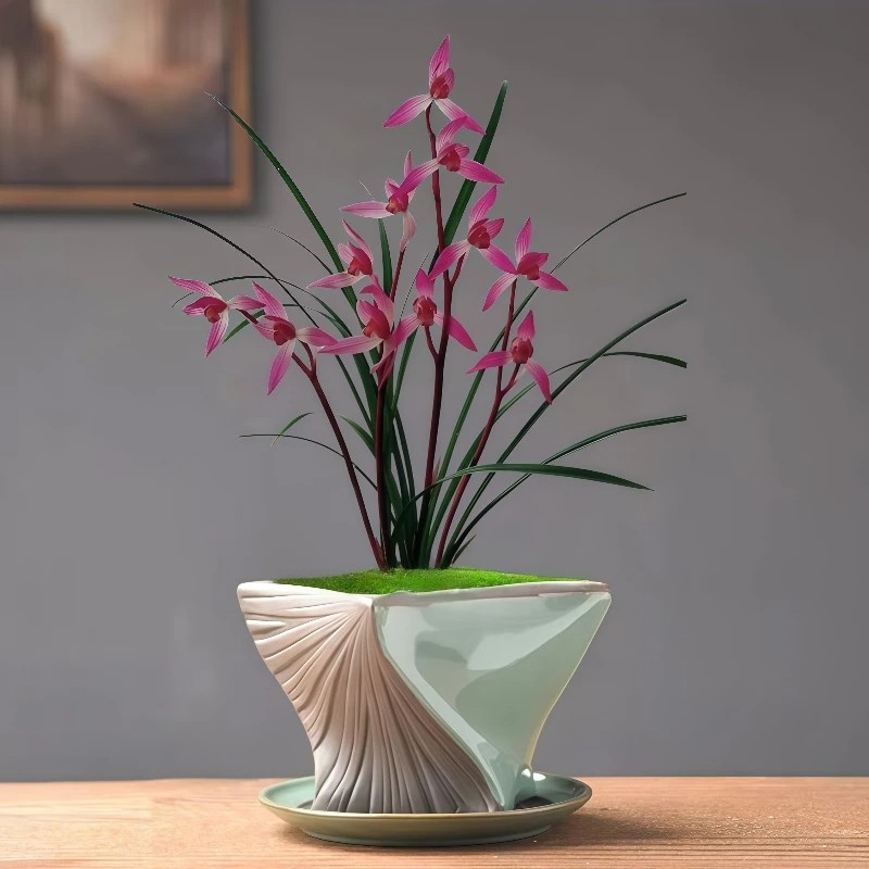 兰花苗春兰【女儿红】不带花苞正宗兰花寒兰红花盆栽花卉绿植兰草