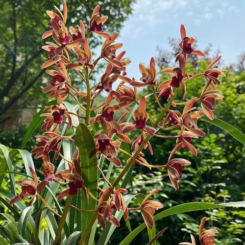 兰花苗吊兰蜜蜂兰建兰引蜂多花浓香型兰草花卉盆栽绿植正宗兰花