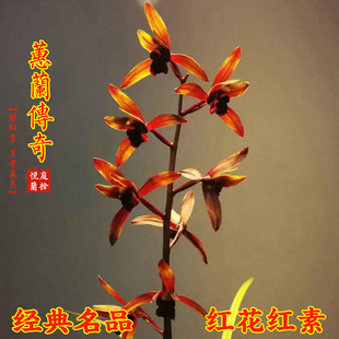 蕙兰 传奇 兰花冬带花苞出售室内浓香型好养绿植花卉盆栽