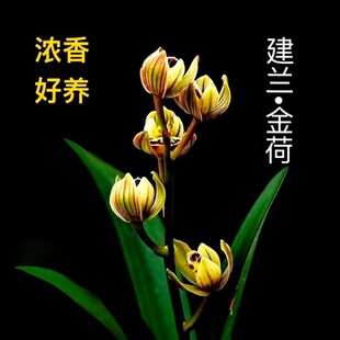 带花苞兰花苗建兰金荷荷瓣四季兰室内盆栽植物浓香花卉中矮种盆