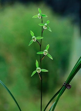室内阳台新细叶寒兰转色兰花苗带花三青绿花红如意名贵清香绿植