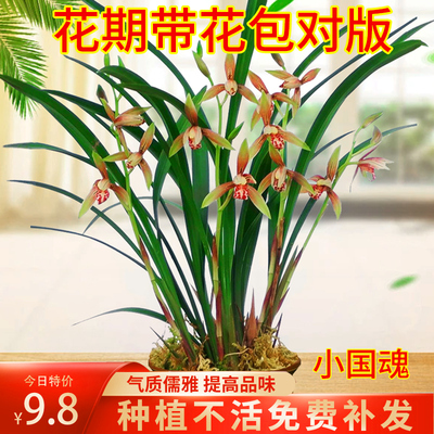 兰花苗小国魂建兰四季兰好养出售室内外花卉绿植盆栽