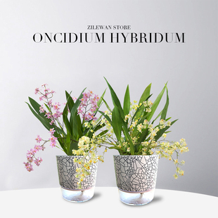 文心兰盆栽当年开花梦香兰室内开花卉植物客厅阳台绿植秋冬兰花