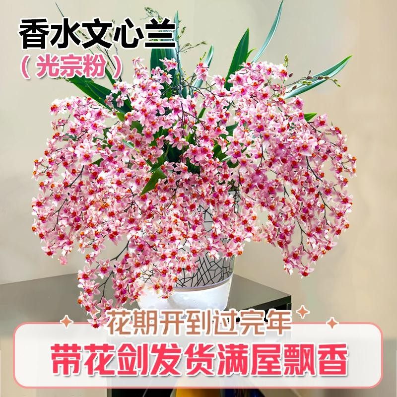 香水文心兰梦香浓浓奶香味花开上百朵 冬春带花苞出售桌面盆载
