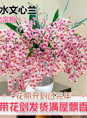 香水文心兰梦香浓浓奶香味