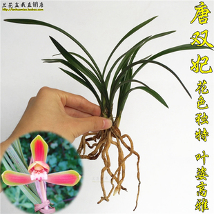 好养易活 高档春兰兰花苗 唐双妃 春带浓香花苞出售 送礼绿植盆栽