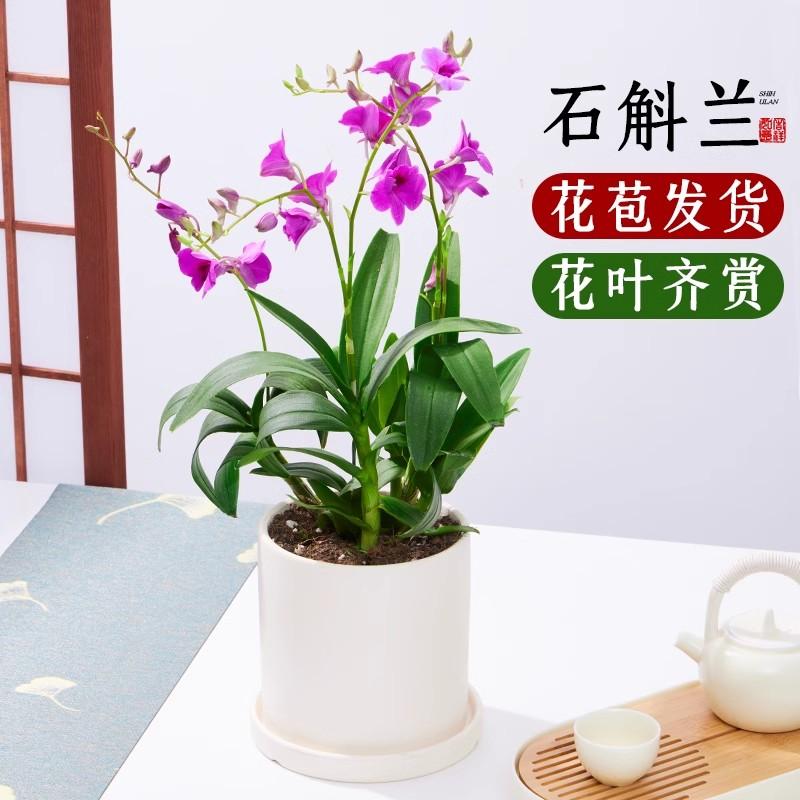 香水石斛兰盆栽带花懒人盆